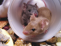 Species & Model Selection