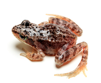 Amphibiens