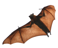 Chauve-souris