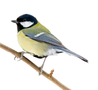 Oiseaux