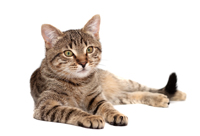 Chats
