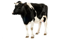 B&eacute;tail