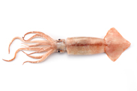 C&eacute;phalopodes