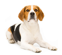 Chiens