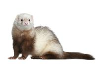 Furrets