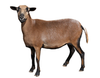 Ch&egrave;vres