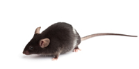 Souris