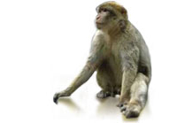 Primates non humains