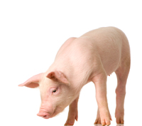 Porcs