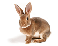 Lapins