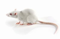 Rats