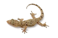 Reptiles