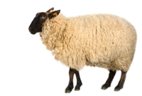 Moutons